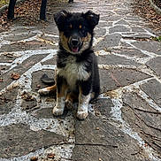 Baya a rejoint le concours — aidez-le/la à gagner de superbes lots ! puppy, dog, sitting, outdoor, garden, park, stone_path, paving, bench, hedge, greenery, portrait, black_fur, white_chest, brown_markings, floppy_ears, open_mouth, happy, cute, daylight