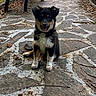 puppy, dog, sitting, outdoor, garden, park, stone_path, paving, bench, hedge, greenery, portrait, black_fur, white_chest, brown_markings, floppy_ears, open_mouth, happy, cute, daylight