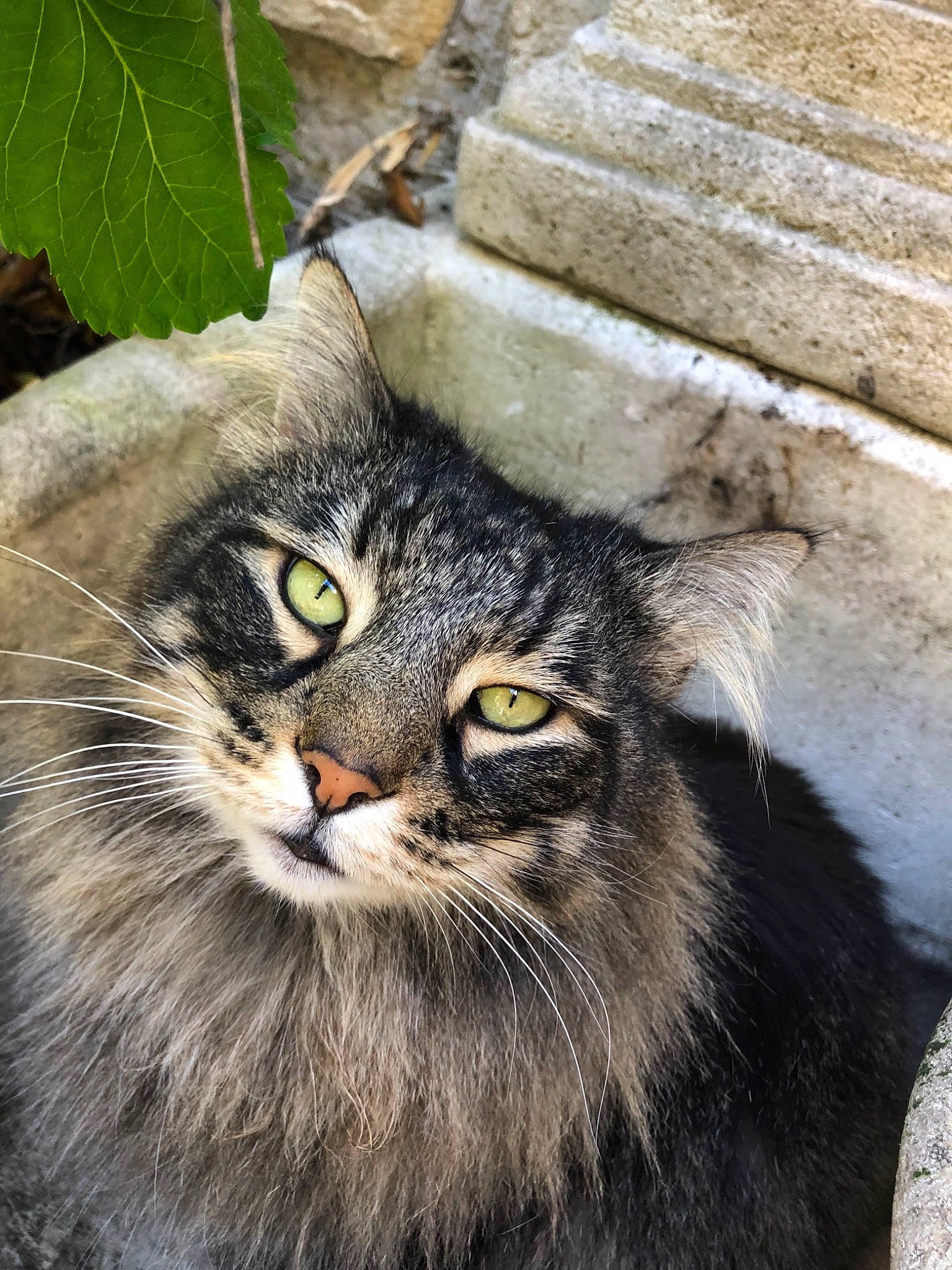 Enya participe au concours pour gagner de l'argent avec cette photo : carnivore, cat, domestic_long_haired_cat, domestic_short_haired_cat, european_shorthair, eye, felidae, fur, maine_coon, mammal, norwegian_forest_cat, siberian, small_to_medium_sized_cats, snout, tabby_cat, whiskers, wild_cat, wildlife