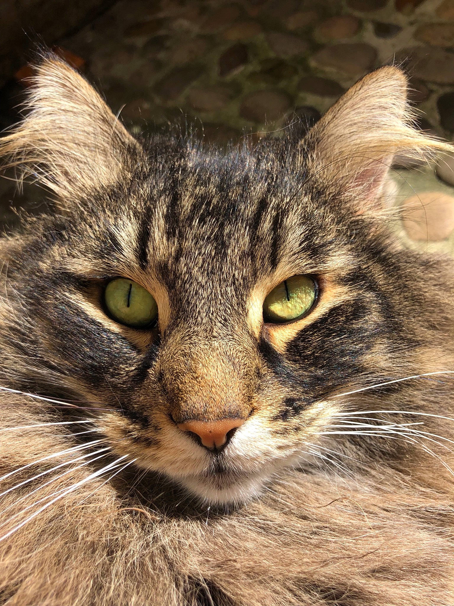 Enya participe au concours pour gagner de l'argent avec cette photo : american_curl, carnivore, cat, close_up, domestic_long_haired_cat, domestic_short_haired_cat, european_shorthair, eye, felidae, maine_coon, mammal, norwegian_forest_cat, siberian, small_to_medium_sized_cats, snout, tabby_cat, vertebrate, whiskers, wild_cat, wildlife