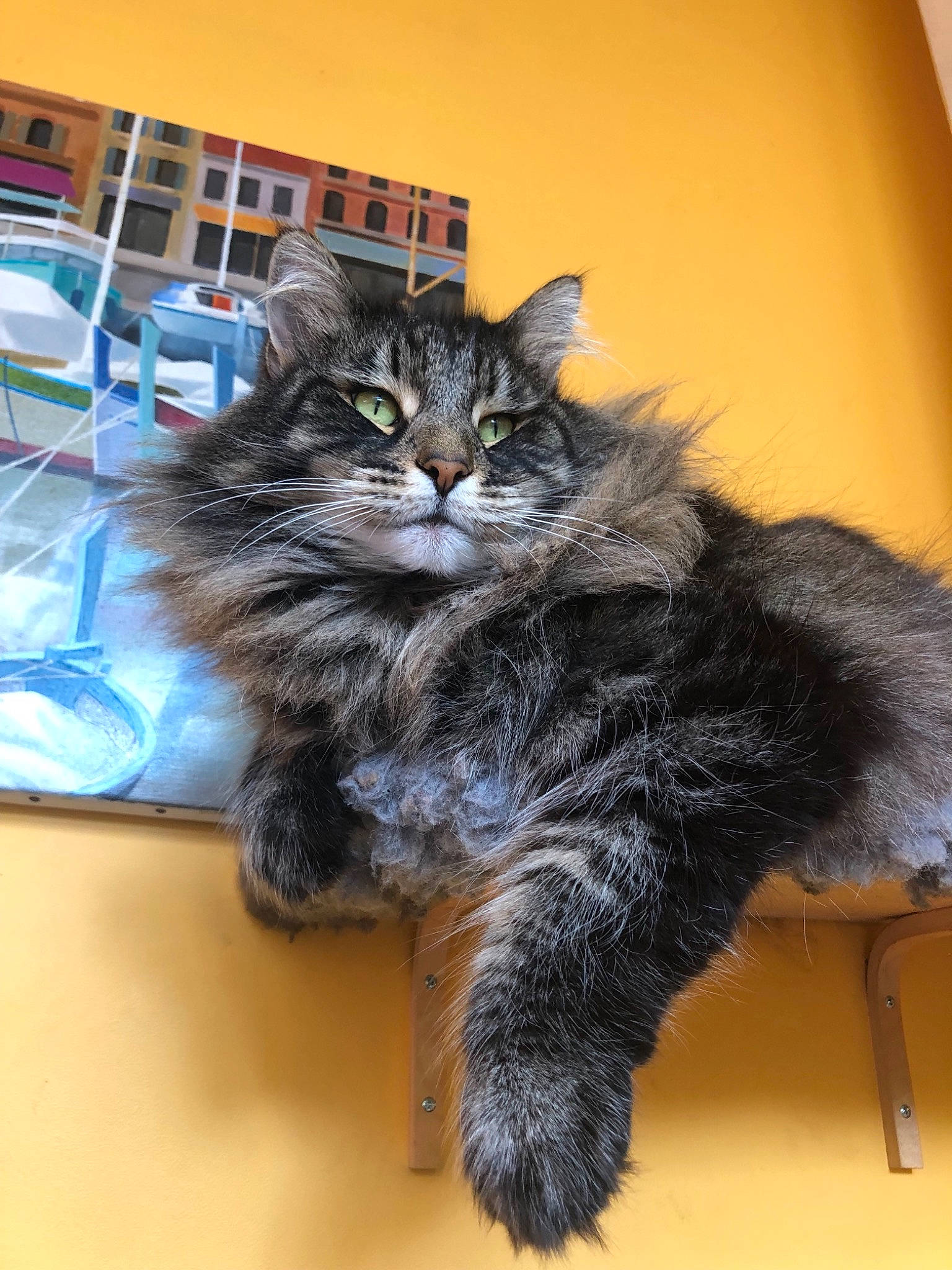 Enya participe au concours pour gagner de l'argent avec cette photo : american_curl, asian, asian_semi_longhair, british_semi_longhair, carnivore, cat, cymric, domestic_long_haired_cat, domestic_short_haired_cat, felidae, fur, kitten, kurilian_bobtail, maine_coon, mammal, norwegian_forest_cat, ragamuffin, siberian, small_to_medium_sized_cats, whiskers