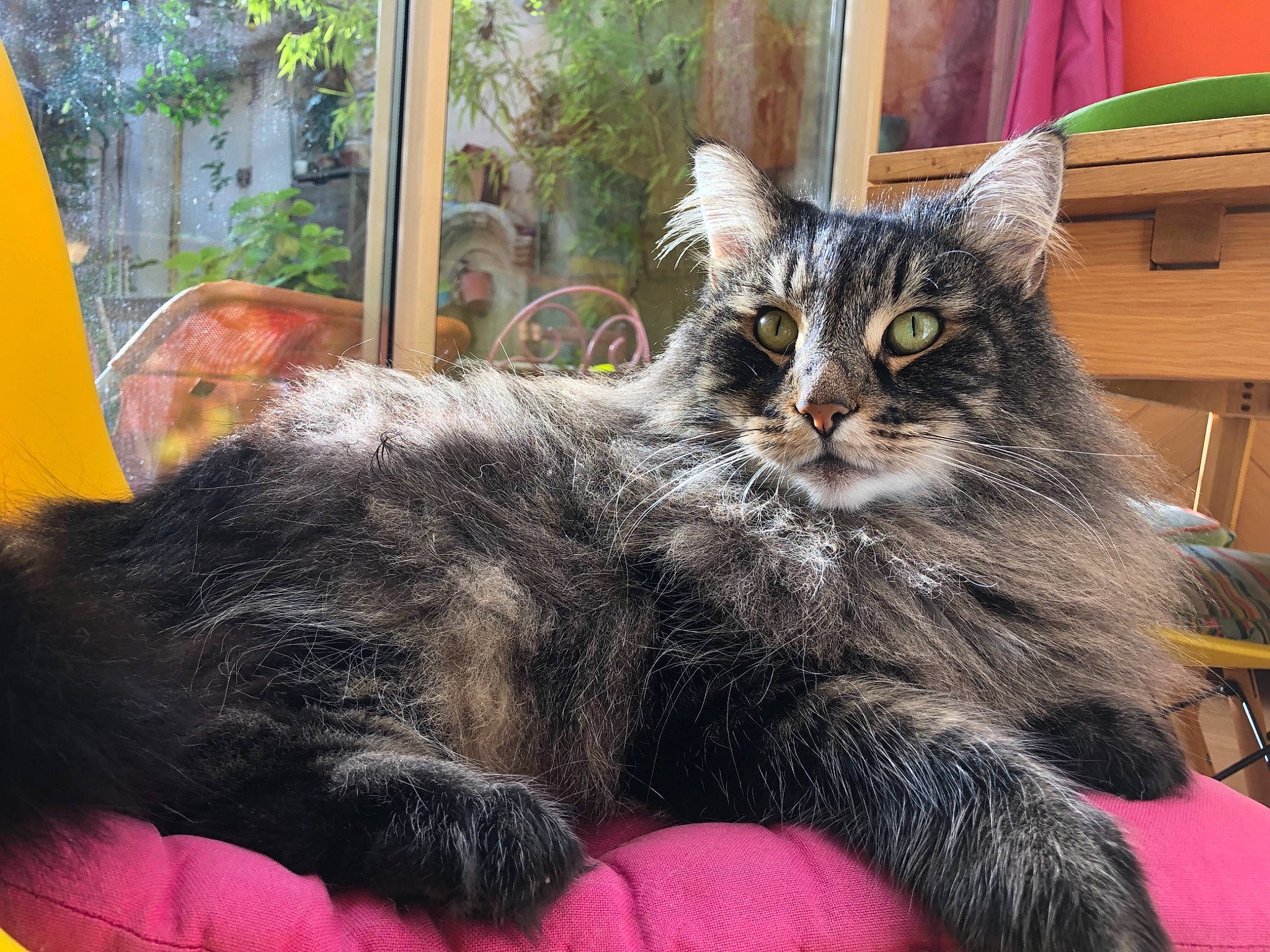 Enya a rejoint le concours — aidez-le/la à gagner de superbes lots ! american_curl, asian, asian_semi_longhair, british_semi_longhair, carnivore, cat, domestic_long_haired_cat, domestic_short_haired_cat, european_shorthair, felidae, fur, kitten, maine_coon, mammal, norwegian_forest_cat, siberian, small_to_medium_sized_cats, tabby_cat, vertebrate, whiskers