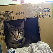 Naïko a rejoint le concours — aidez-le/la à gagner de superbes lots ! bed, carnivoran, cat, cat_like_mammal, domestic_short_haired_cat, furniture, kitten, mammal, product, small_to_medium_sized_cats, tabby_cat, whiskers