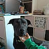 Mombo a rejoint le concours — aidez-le/la à gagner de superbes lots ! animal, bodypart, canine, computer, computerhardware, desk, dog, electronics, finger, furniture, hand, hardware, laptop, monitor, pc, person, pet, screen, table, tv