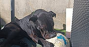 Mombo a rejoint le concours — aidez-le/la à gagner de superbes lots ! animal, astronomy, ball, bulldog, canine, dog, football, frenchbulldog, globe, labradorretriever, outerspace, pet, pitbull, planet, pointer, slate, soccer, soccerball, sphere, sport