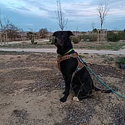 Mombo a rejoint le concours — aidez-le/la à gagner de superbes lots ! accessories, animal, bulldog, canine, collar, countryside, dog, gravel, harness, hound, labradorretriever, leash, nature, outdoors, pet, pointer, road, soil, strap, straw