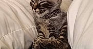 Patapouf Et Cookie participe au concours pour gagner de l'argent avec cette photo : cat, kitten, tabby, animal, pet, sleepy, resting, sitting, crossed_paws, whiskers, ears, fur, striped_fur, closed_eyes, bed, pillows, blanket, green_blanket, indoors, cozy