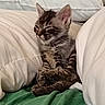 cat, kitten, tabby, animal, pet, sleepy, resting, sitting, crossed_paws, whiskers, ears, fur, striped_fur, closed_eyes, bed, pillows, blanket, green_blanket, indoors, cozy
