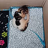 kitten, cat, calico, sleeping, curled_up, small, animal, fur, white, black, orange, litter, litter_box, cardboard_box, indoor, top_view, paw_prints, cozy, resting, pet