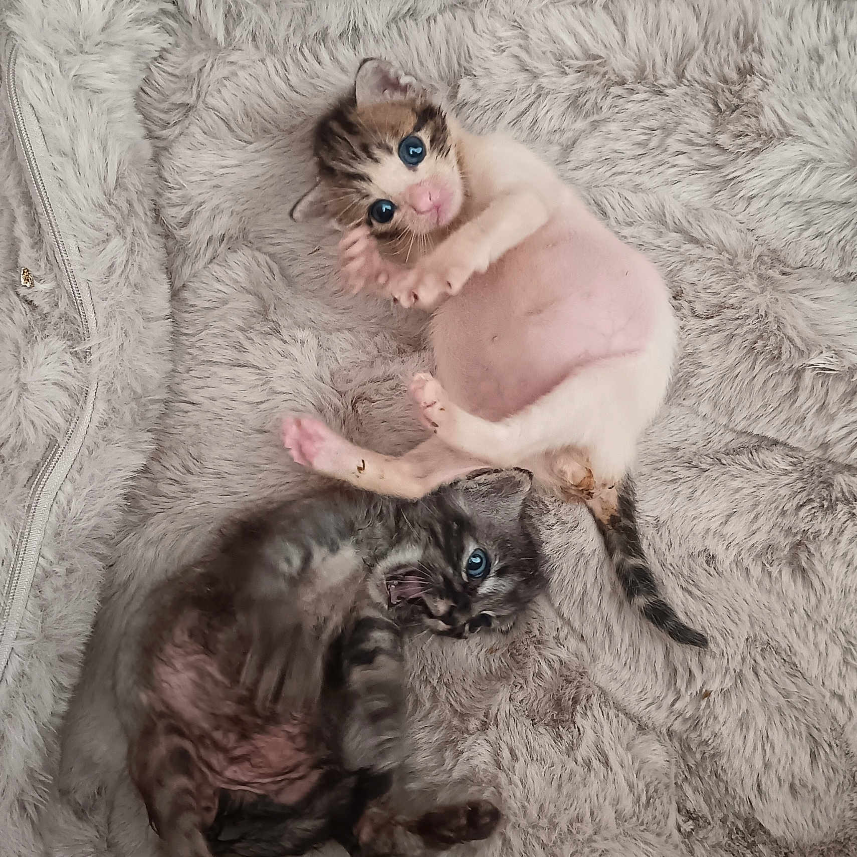 Patapouf Et Cookie