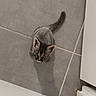 cat, kitten, tabby, animal, pet, feline, blue_eyes, curious, looking_up, standing, tail, fur, whiskers, ears, tiled_floor, bathroom, indoor, home, portrait, cute