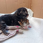 Patapouf Et Cookie participe au concours pour gagner de l'argent avec cette photo : kittens, cats, newborn, sleeping, cuddling, calico, tabby, fur, animals, pet, cozy, towel, blanket, cardboard_box, indoors, close_up, cute, resting, whiskers, kitten_pile