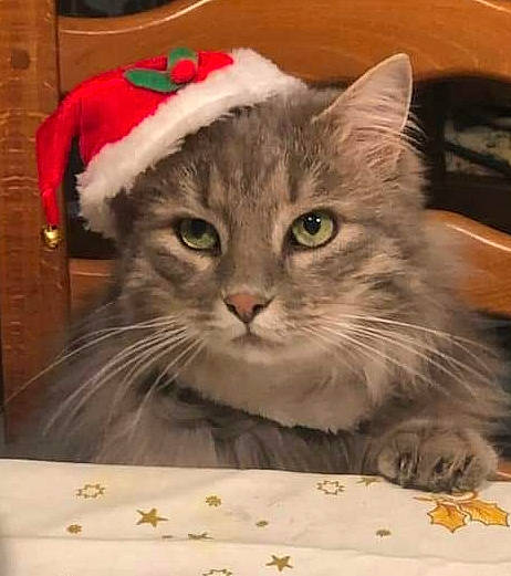 Gysmo participe au concours pour gagner de l'argent avec cette photo : box, cardboard, carnivore, cat, christmas, domestic_short_haired_cat, event, fawn, felidae, fur, holiday, mirror, paw, small_to_medium_sized_cats, snout, whiskers