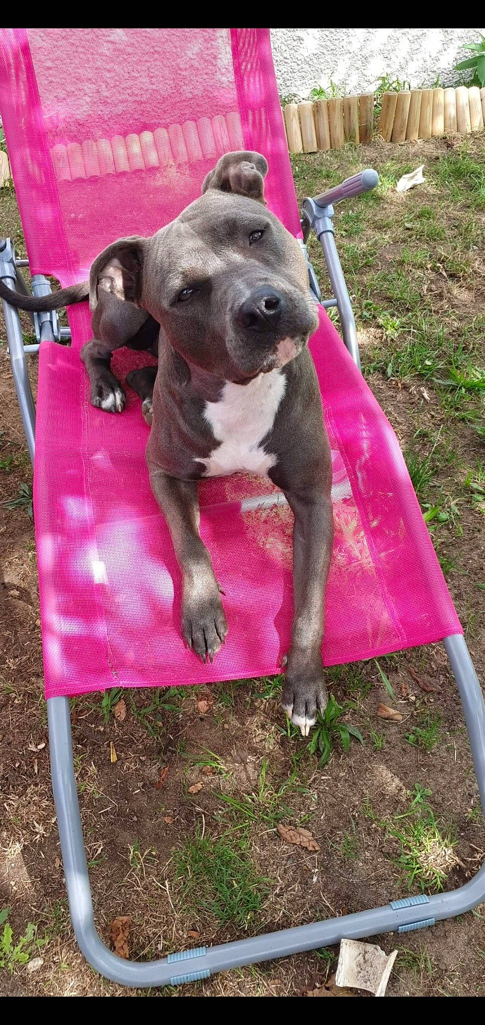 Baya a rejoint le concours — aidez-le/la à gagner de superbes lots ! american_pit_bull_terrier, american_staffordshire_terrier, bandog, bully_kutta, canidae, carnivore, dog, dog_breed, fawn, mammal, molosser, non_sporting_group, pit_bull, rare_breed_dog, sporting_group, staffordshire_bull_terrier, vertebrate