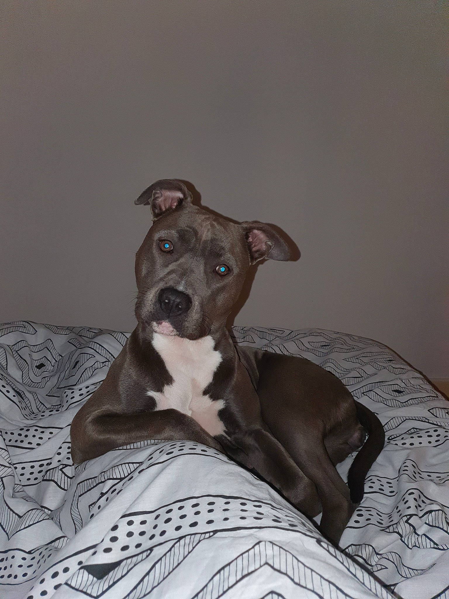 Baya participe au concours pour gagner de l'argent avec cette photo : american_pit_bull_terrier, american_staffordshire_terrier, canidae, carnivore, dog, dog_breed, fawn, feist, italian_greyhound, lurcher, mammal, non_sporting_group, potcake_dog, rare_breed_dog, snout, vertebrate, whiskers