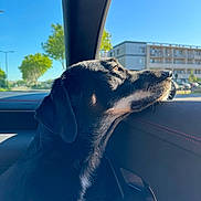 Sinaï a rejoint le concours — aidez-le/la à gagner de superbes lots ! dog, black_dog, car_interior, window, sunlight, outdoor, urban, trees, building, side_view, pet, animal, daylight, calm, looking_out, transportation, seat, door_panel, reflection, nature