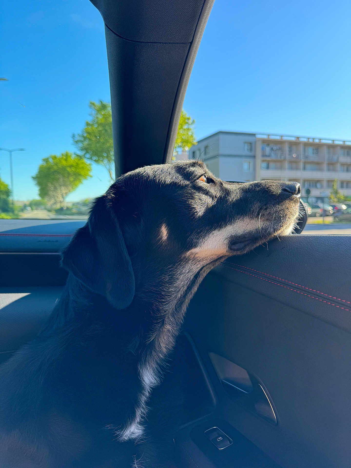 Sinaï a rejoint le concours — aidez-le/la à gagner de superbes lots ! dog, black_dog, car_interior, window, sunlight, outdoor, urban, trees, building, side_view, pet, animal, daylight, calm, looking_out, transportation, seat, door_panel, reflection, nature