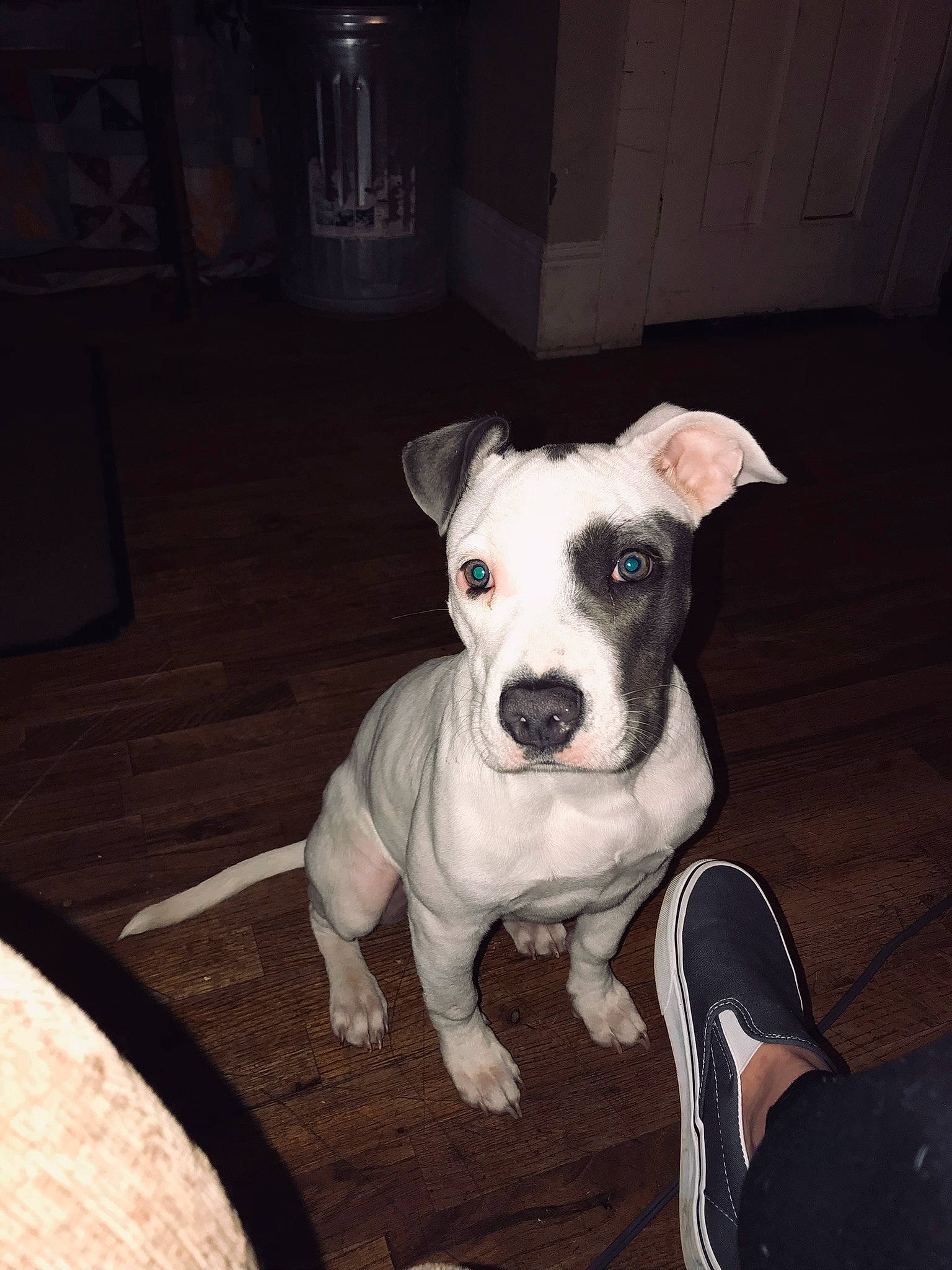 Remmi joined the competition — help win amazing prizes! canidae, carnivore, chair, collar, companion_dog, dog, dog_breed, dog_clothes, dog_collar, dog_supply, fawn, non_sporting_group, pet_supply, snout, sporting_group, terrier, toy_dog, whiskers, wood, working_animal