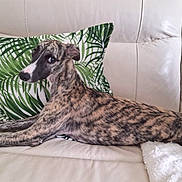 Venus a rejoint le concours — aidez-le/la à gagner de superbes lots ! animal, brindle, canine, comfort, couch, cute, dog, domestic, fur, green, home, indoor, laying_down, leaf_pattern, leather, looking_back, pet, pillow, relaxed, stretching