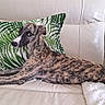 animal, brindle, canine, comfort, couch, cute, dog, domestic, fur, green, home, indoor, laying_down, leaf_pattern, leather, looking_back, pet, pillow, relaxed, stretching