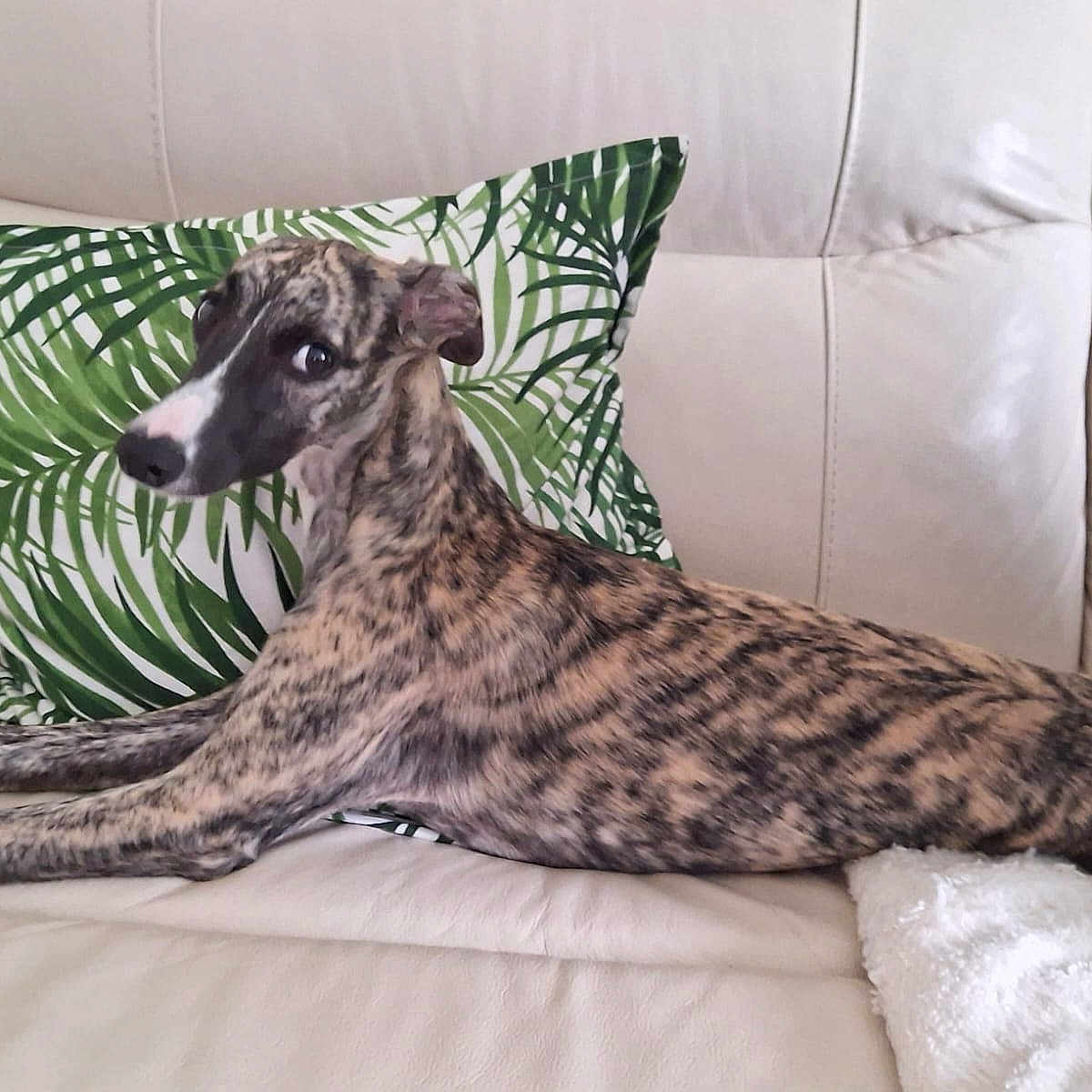 Venus