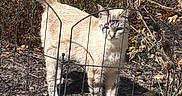 Lil Bit joined the competition — help win amazing prizes! cat, feline, animal, pet, outdoor, garden, fence, wire_fence, mulch, rocks, plants, leaves, grass, soil, standing, tail, ears, whiskers, striped, sunlight