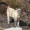 cat, feline, animal, pet, outdoor, garden, fence, wire_fence, mulch, rocks, plants, leaves, grass, soil, standing, tail, ears, whiskers, striped, sunlight