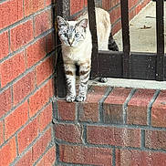Lil Bit is registered to the contest to win money with this photo: cat, kitten, animal, pet, blue_eyes, standing, portrait, outdoor, brick_wall, brick_steps, iron_gate, fence, architecture, entrance, corridor, fur, striped_fur, whiskers, looking_at_camera, daylight
