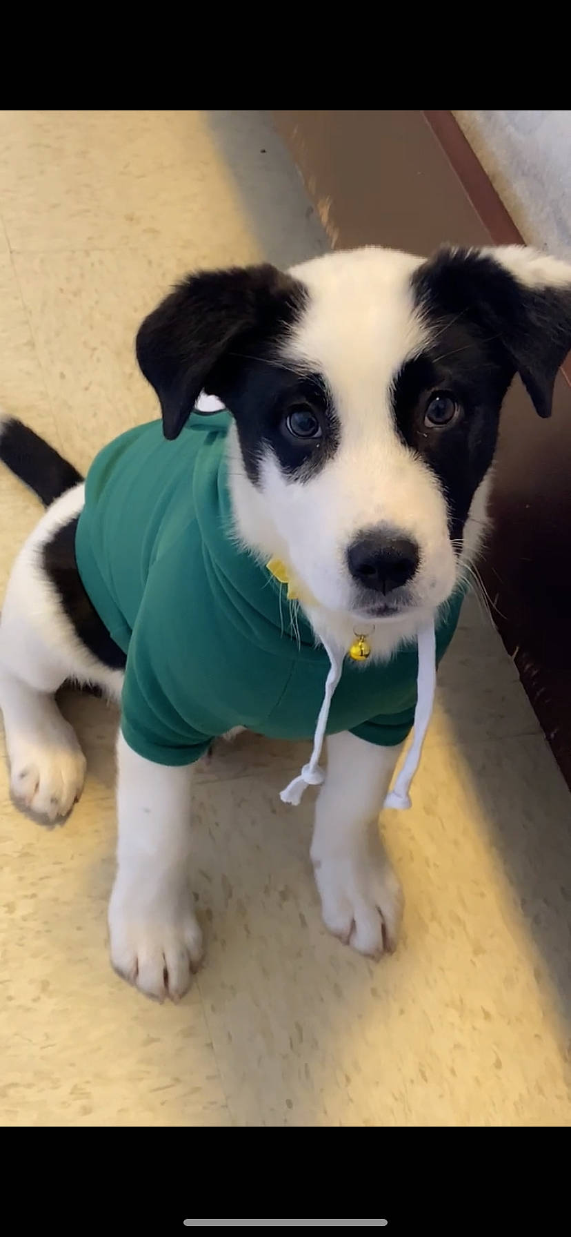 Poe joined the competition — help win amazing prizes! canidae, carnivore, companion_dog, dog, dog_breed, dog_clothes, dog_supply, flooring, foot, fur, herding_dog, paw, puppy, snout, sporting_group, tail, toy_dog, whiskers, working_animal, working_dog