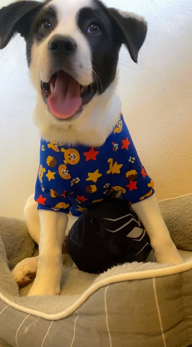 Poe is registered to the contest to win money with this photo: carnivore, chair, collar, companion_dog, dog, dog_breed, dog_clothes, dog_collar, dog_supply, electric_blue, fawn, fur, pattern, pet_supply, sitting, sleeve, thigh, top, whiskers, working_animal