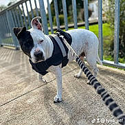 Jeyka participe au concours pour gagner de l'argent avec cette photo : animal, black_and_white, canine, closeup, curious, daylight, dog, fence, greenery, harness, leash, outdoor, pavement, pet, portrait, shadow, sidewalk, standing, sunlight, walking