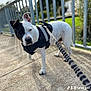 animal, black_and_white, canine, closeup, curious, daylight, dog, fence, greenery, harness, leash, outdoor, pavement, pet, portrait, shadow, sidewalk, standing, sunlight, walking