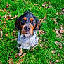 dog, grass, autumn_leaves, pet, outdoor, animal, canine, nature, greenery, sitting, looking_up, fur, ears, snout, black_and_tan, white_spots, leaf_litter, daylight, close_up, ground