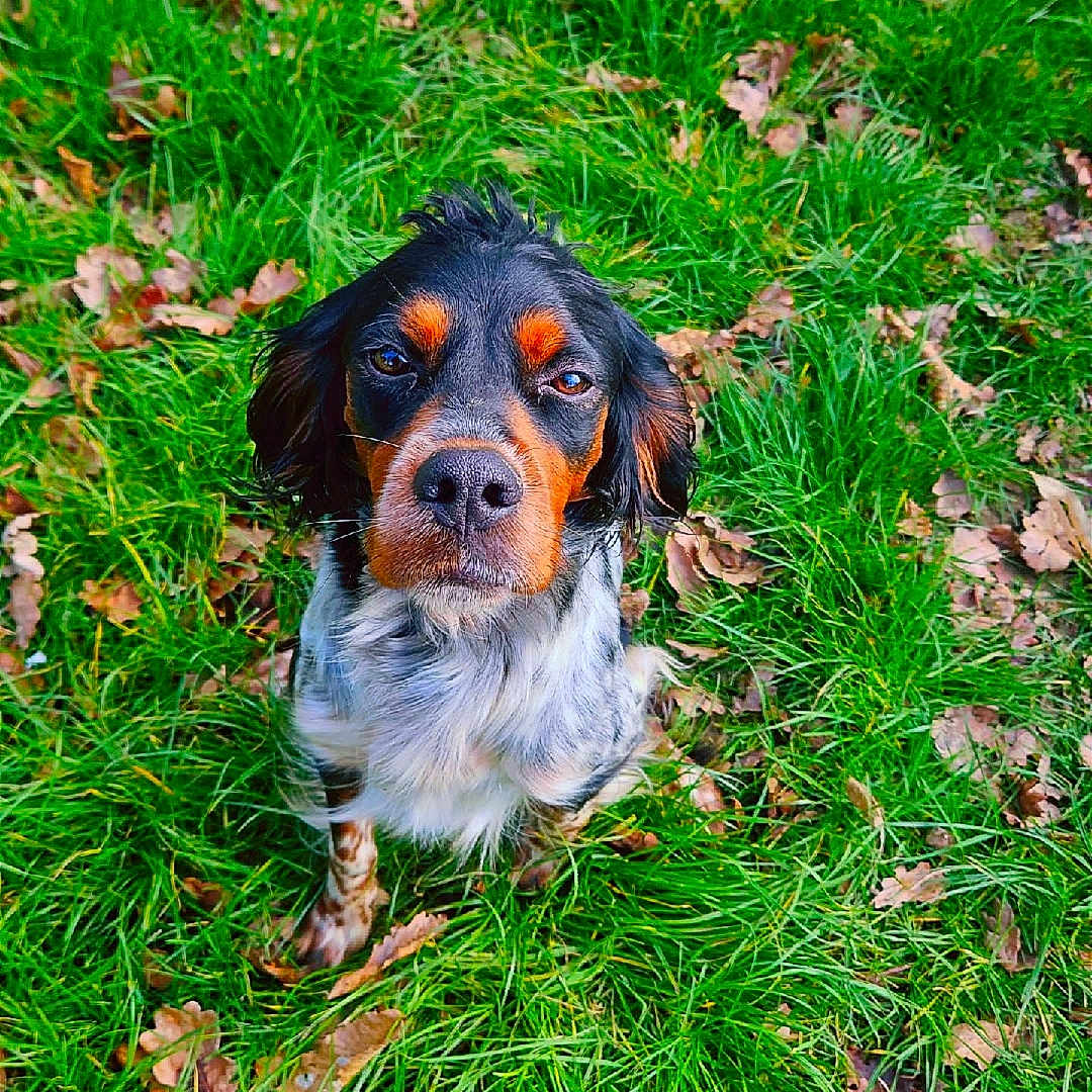 Kira participe au concours pour gagner de l'argent avec cette photo : animal, autumn_leaves, black_and_tan, canine, close_up, daylight, dog, ears, fur, grass, greenery, ground, leaf_litter, looking_up, nature, outdoor, pet, sitting, snout, white_spots