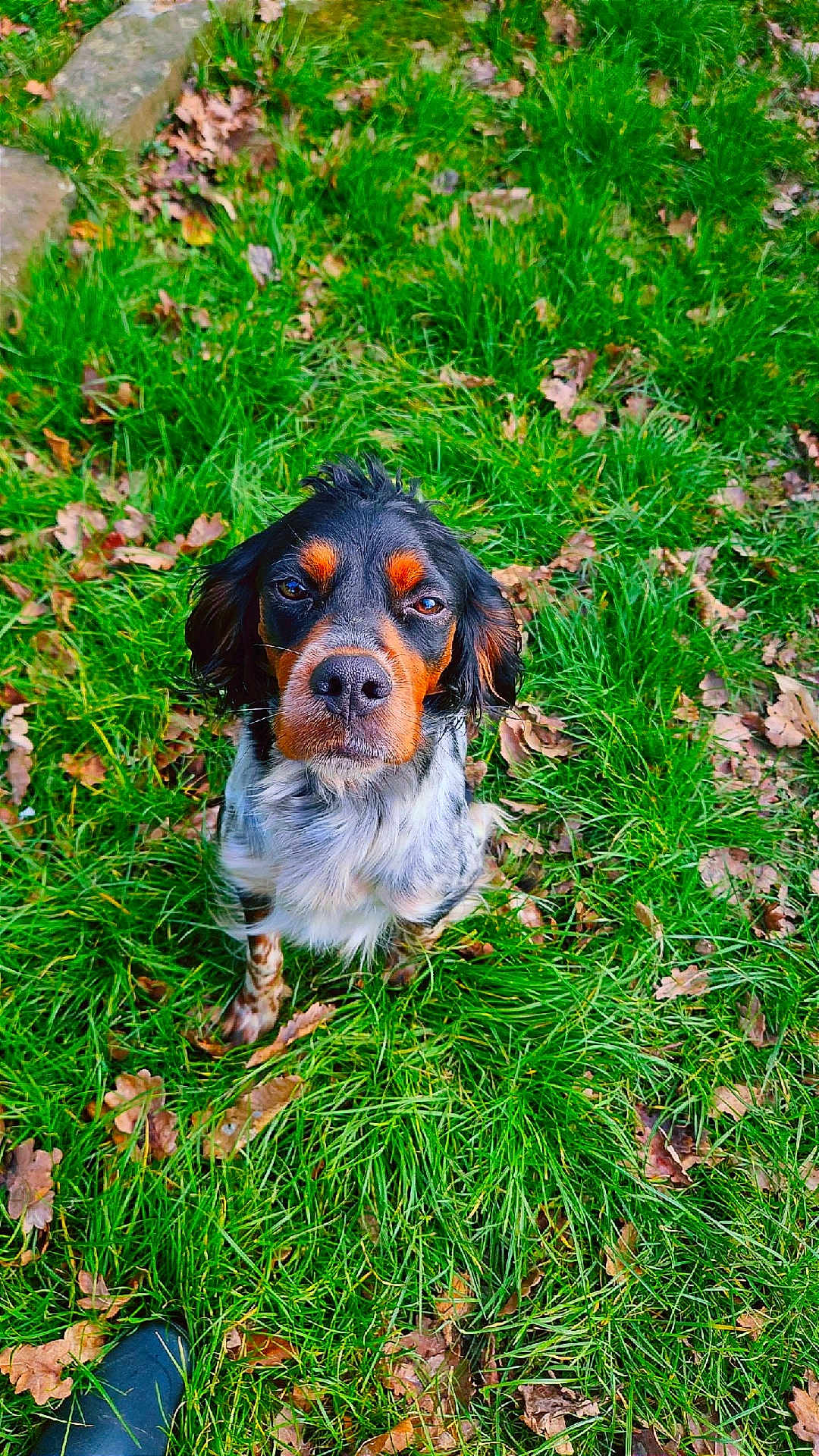 Kira participe au concours pour gagner de l'argent avec cette photo : dog, grass, autumn_leaves, pet, outdoor, animal, canine, nature, greenery, sitting, looking_up, fur, ears, snout, black_and_tan, white_spots, leaf_litter, daylight, close_up, ground