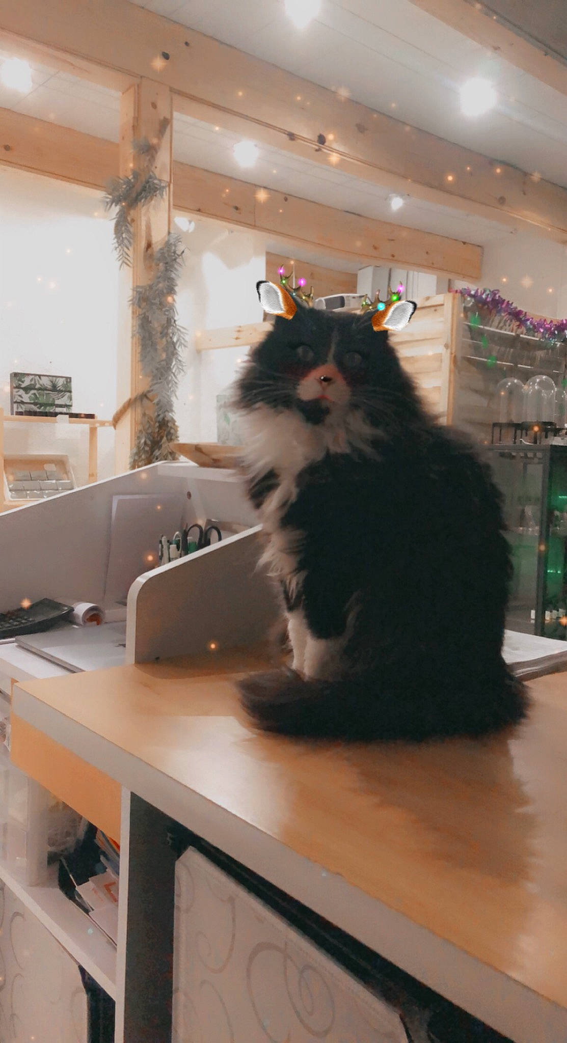 Dark a rejoint le concours — aidez-le/la à gagner de superbes lots ! british_longhair, carnivore, cat, computer_desk, desk, felidae, floor, flooring, fur, hardwood, houseplant, laptop, office_supplies, plant, room, small_to_medium_sized_cats, table, whiskers, wood, writing_desk