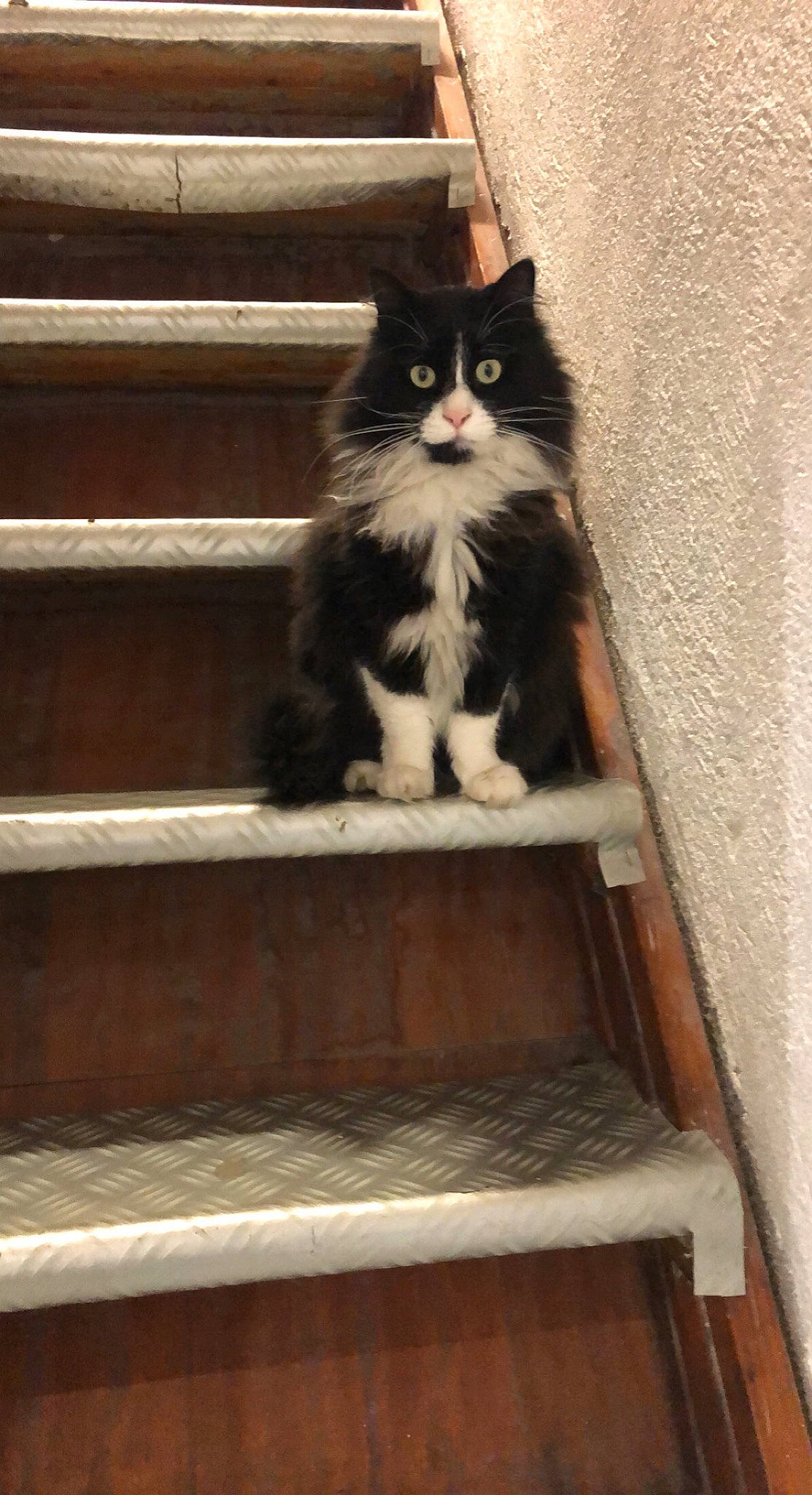 Dark a rejoint le concours — aidez-le/la à gagner de superbes lots ! box, british_longhair, carnivore, cat, domestic_short_haired_cat, felidae, fur, hardwood, house, line, sitting, small_to_medium_sized_cats, snout, stairs, tail, tints_and_shades, tree, whiskers, window, wood