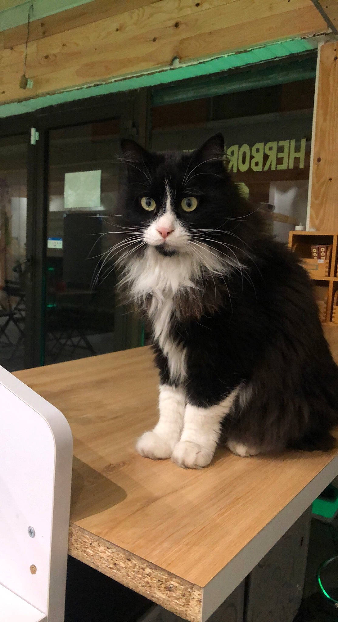 Dark participe au concours pour gagner de l'argent avec cette photo : box, british_longhair, carnivore, cat, domestic_short_haired_cat, felidae, flooring, fur, hardwood, sitting, small_to_medium_sized_cats, snout, table, tail, whiskers, window, wood