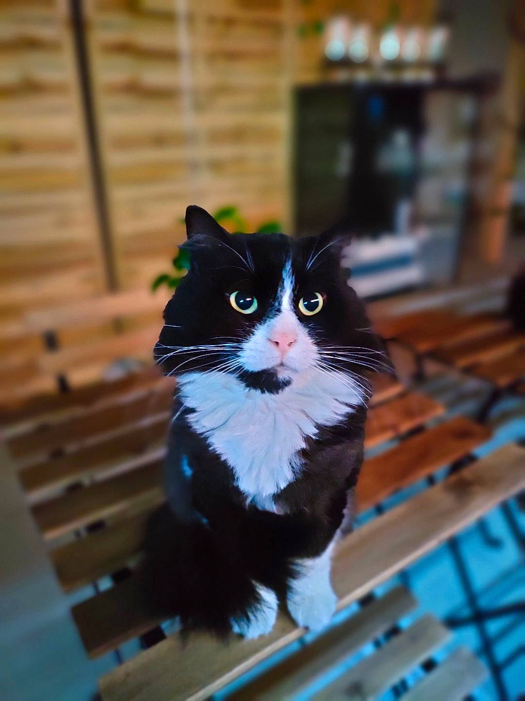 Dark participe au concours pour gagner de l'argent avec cette photo : black_cat, carnivore, cat, domestic_short_haired_cat, electric_blue, felidae, flooring, formal_wear, fur, hardwood, pattern, small_to_medium_sized_cats, snout, tail, water, whiskers, window, wood