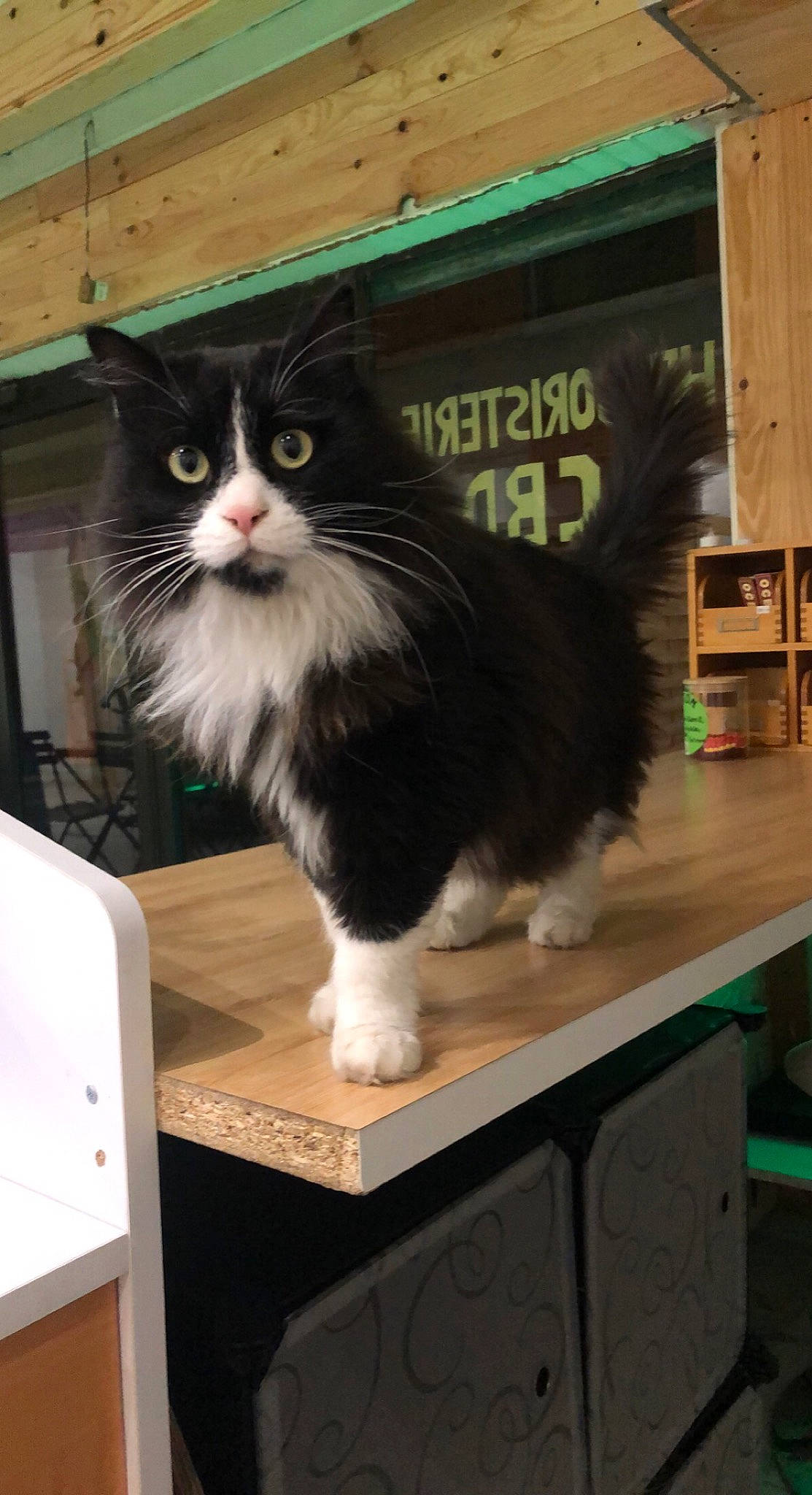 Dark a rejoint le concours — aidez-le/la à gagner de superbes lots ! box, carnivore, cat, felidae, fur, hardwood, packaging_and_labeling, shelf, small_to_medium_sized_cats, snout, tail, whiskers, window, wood