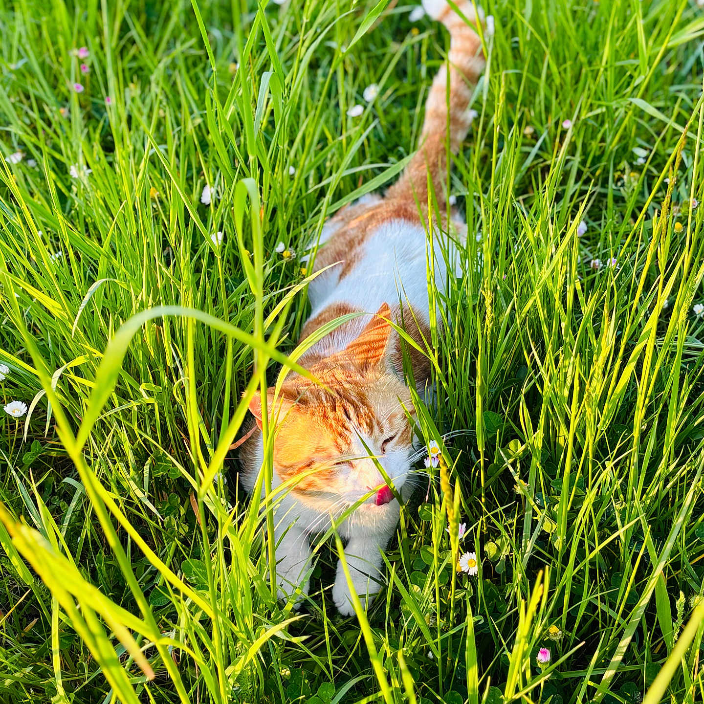 Pops participe au concours pour gagner de l'argent avec cette photo : animal, cat, closeup, cute, daylight, flowers, grass, greenery, mammal, nature, orange_cat, outdoor, pet, playful, spring, summer, sunlight, tail, whiskers, white_cat