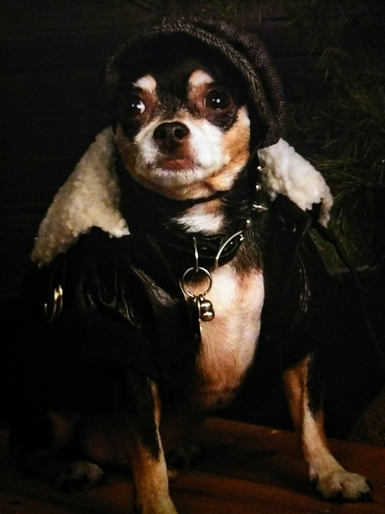 Ceasar is registered to the contest to win money with this photo: canidae, carnivore, companion_dog, dog, dog_breed, dog_clothes, fur, puppy, puppy_love, snout, sporting_group, toy_dog