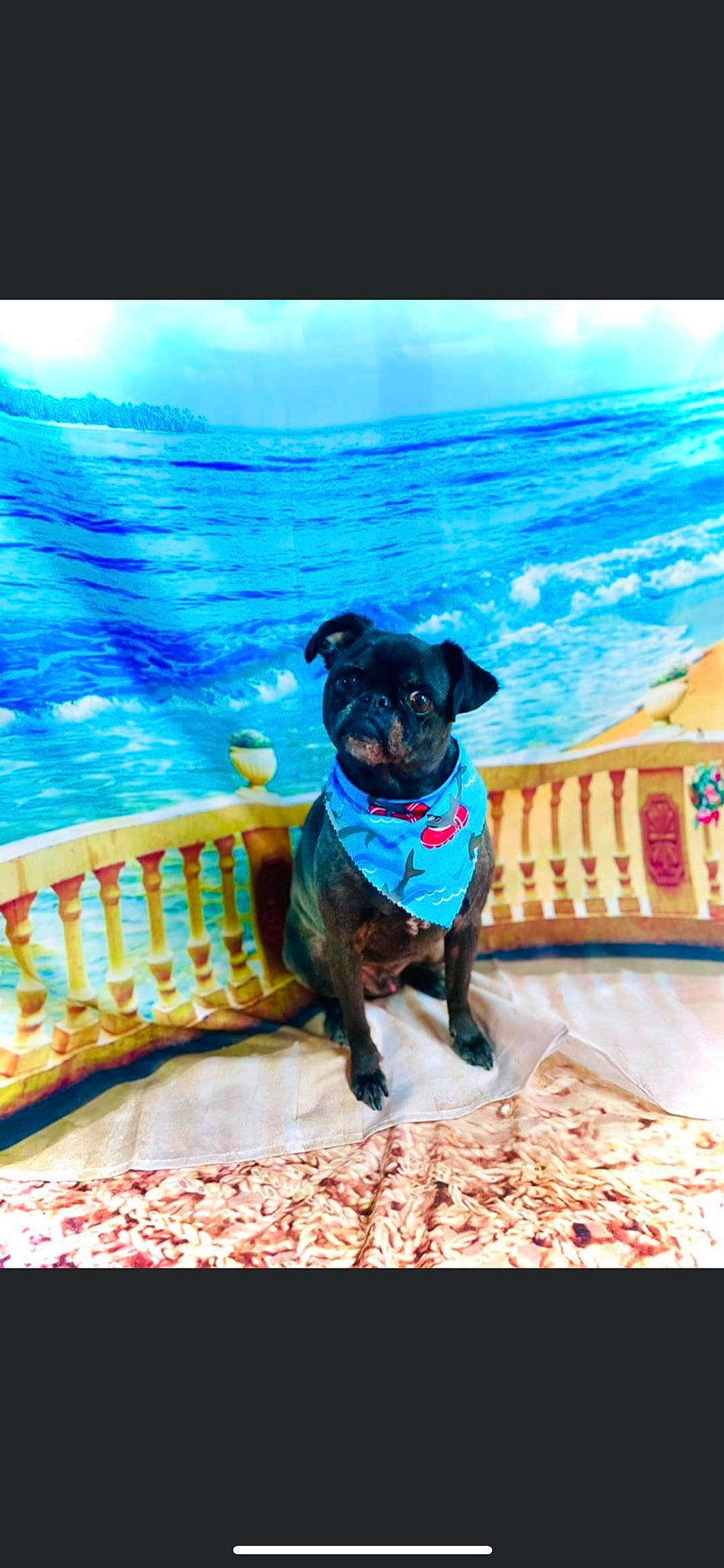 Pork Chop joined the competition — help win amazing prizes! beach, carnivore, collar, companion_dog, dog, dog_breed, dog_collar, dog_supply, electric_blue, fawn, happy, leisure, outdoor_furniture, rectangle, sky, sporting_group, summer, travel, water, working_animal