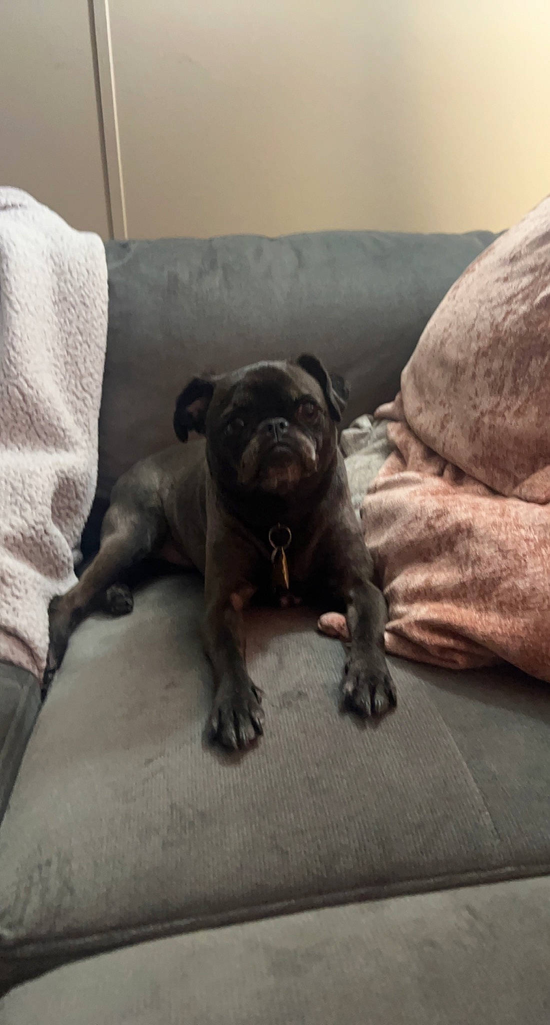 Pork Chop is registered to the contest to win money with this photo: canidae, carnivore, comfort, companion_dog, couch, dog, dog_breed, fawn, flooring, grey, guard_dog, linens, liver, pug, sporting_group, tail, toy_dog, whiskers, wood, working_animal