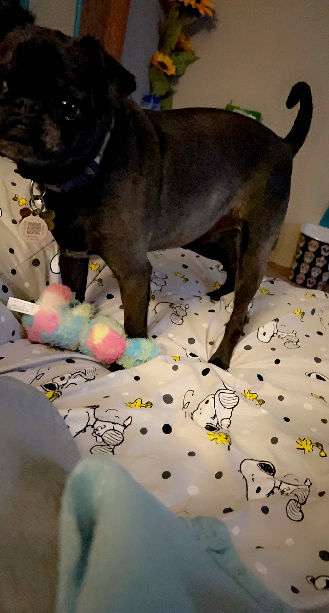 Pork Chop is registered to the contest to win money with this photo: canidae, carnivore, collar, companion_dog, dog, dog_breed, dog_collar, dog_supply, fawn, fur, guard_dog, pet_supply, pug, snout, sporting_group, toy_dog, vertebrate, whiskers, working_animal, wrinkle