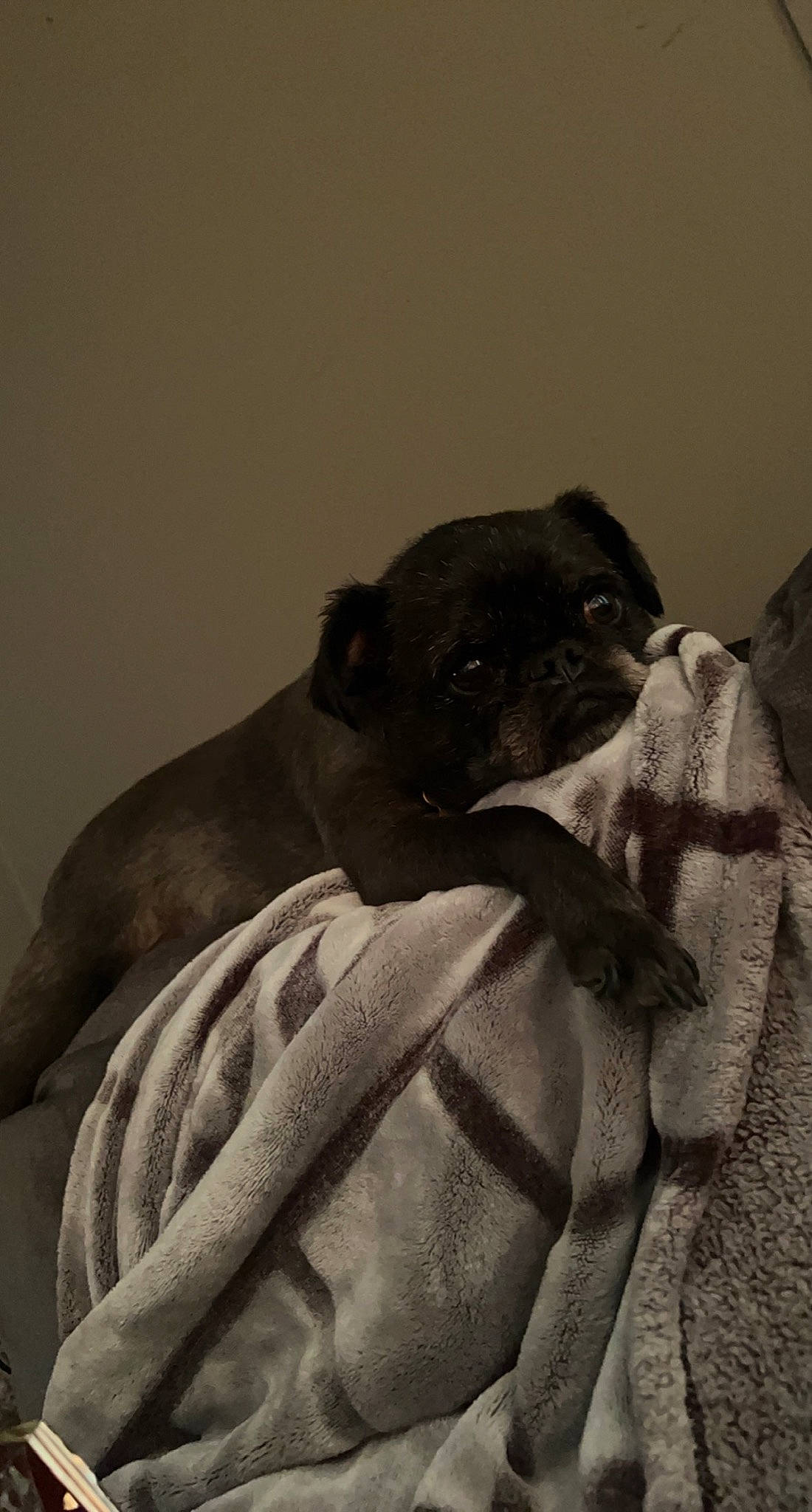 Pork Chop is registered to the contest to win money with this photo: canidae, carnivore, comfort, companion_dog, dog, dog_breed, ear, fawn, grey, linens, liver, monochrome, monochrome_photography, pug, snout, sporting_group, toy_dog, whiskers, working_animal, wrinkle