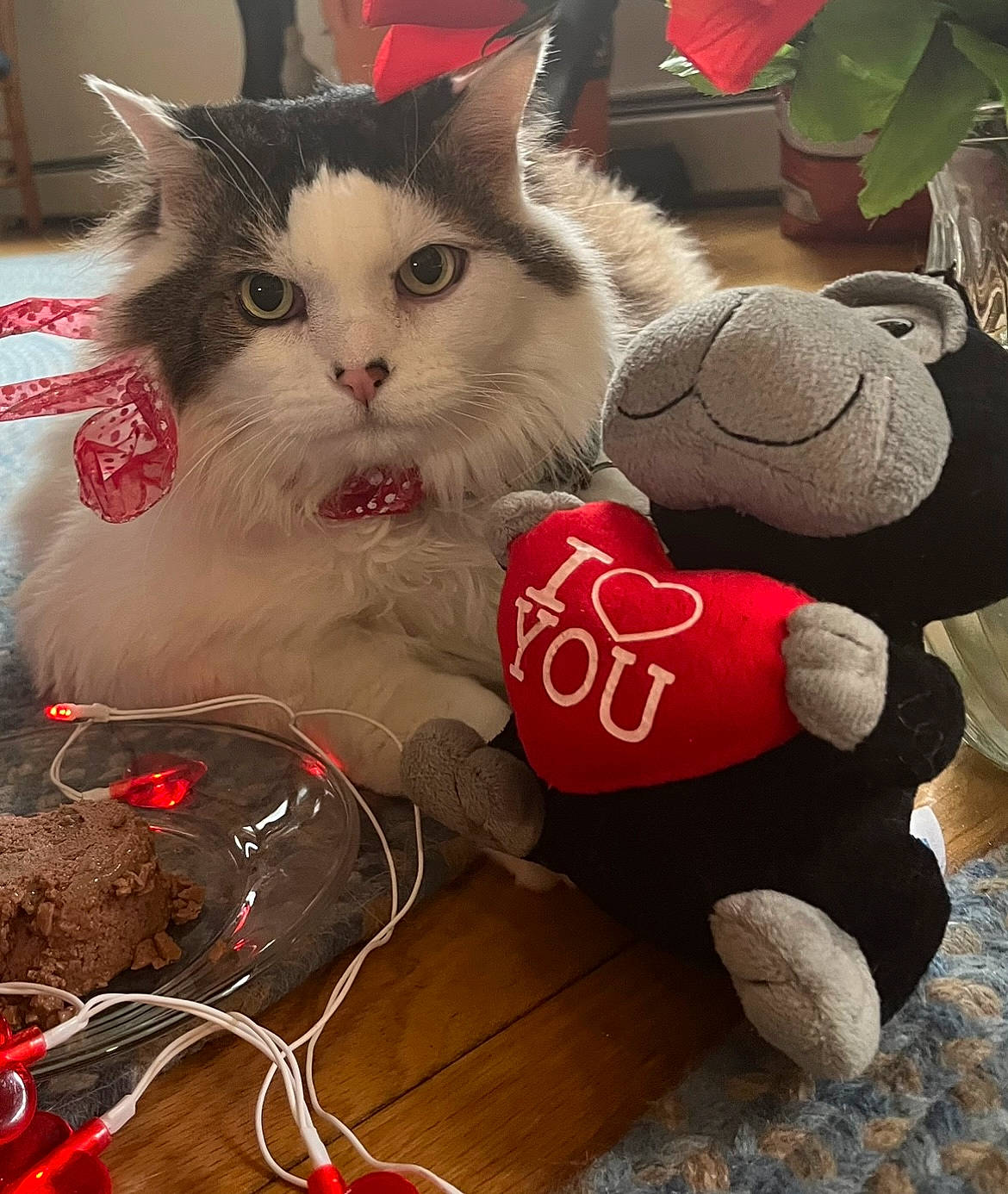 Yogi is registered to the contest to win money with this photo: box, carmine, carnivore, cat, christmas, christmas_ornament, domestic_short_haired_cat, event, felidae, fur, happy, holiday, love, paw, small_to_medium_sized_cats, stuffed_toy, tail, toy, whiskers, wire