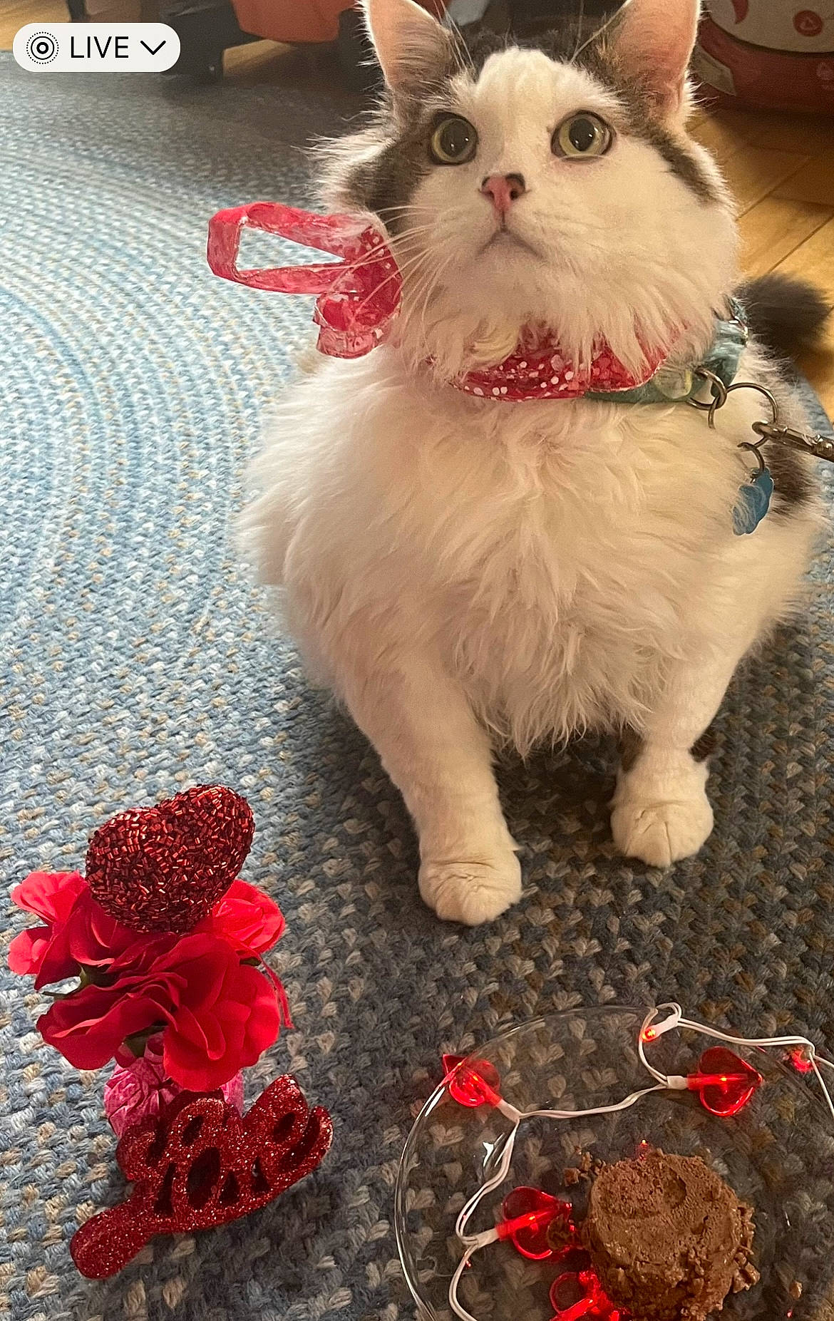 Yogi joined the competition — help win amazing prizes! art, carmine, carnivore, cat, companion_dog, domestic_short_haired_cat, event, fashion_accessory, fawn, felidae, flooring, foot, fur, pattern, paw, petal, red, small_to_medium_sized_cats, tail, whiskers