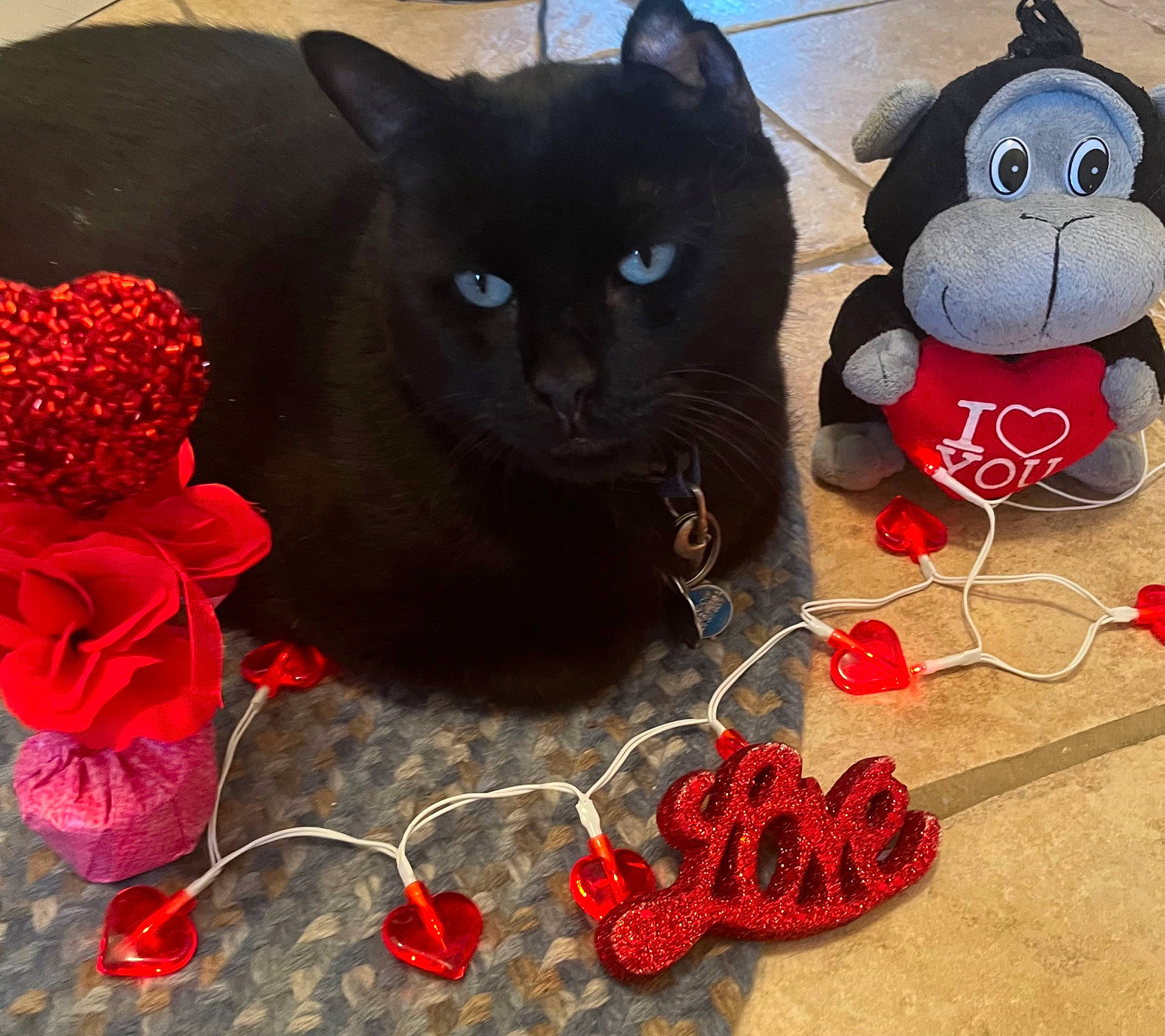 Shadow joined the competition — help win amazing prizes! art, bag, black_cat, bombay, carmine, carnivore, cat, domestic_short_haired_cat, fashion_accessory, felidae, fur, pattern, red, small_to_medium_sized_cats, snout, stuffed_toy, tail, textile, toy, whiskers