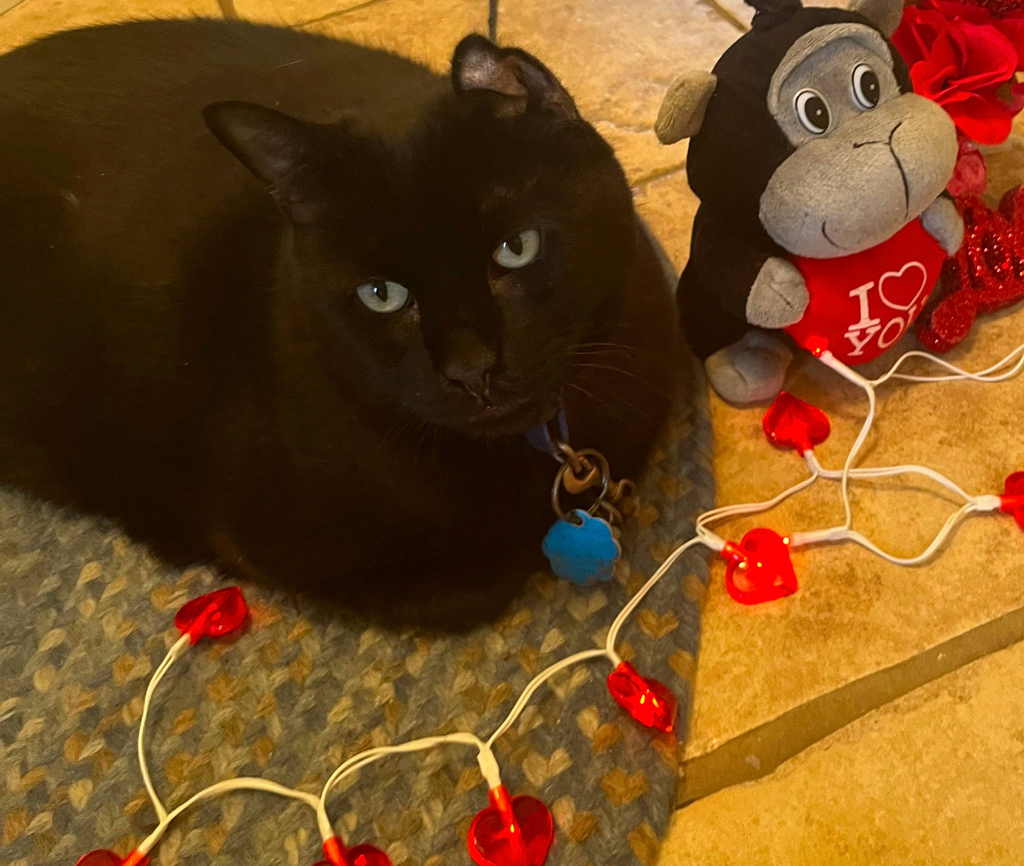 Shadow is registered to the contest to win money with this photo: audio_equipment, bombay, carmine, carnivore, cat, cat_toy, domestic_short_haired_cat, event, felidae, fur, mammal, red, small_to_medium_sized_cats, snout, stuffed_toy, tail, toy, vertebrate, whiskers, wire